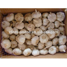 Fresh Garlic manufacturer from China